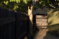 Musta puuaita auringonlaskussa puolijoukkueteltan vieressä puun alla