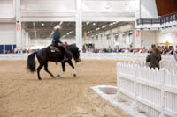 Valkoista vuokrapuuaitaa Helsingin Messukeskuksessa ratsastustapahtumassa
